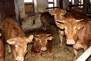 Produkcję bydła mięsnego dopasuj do warunków