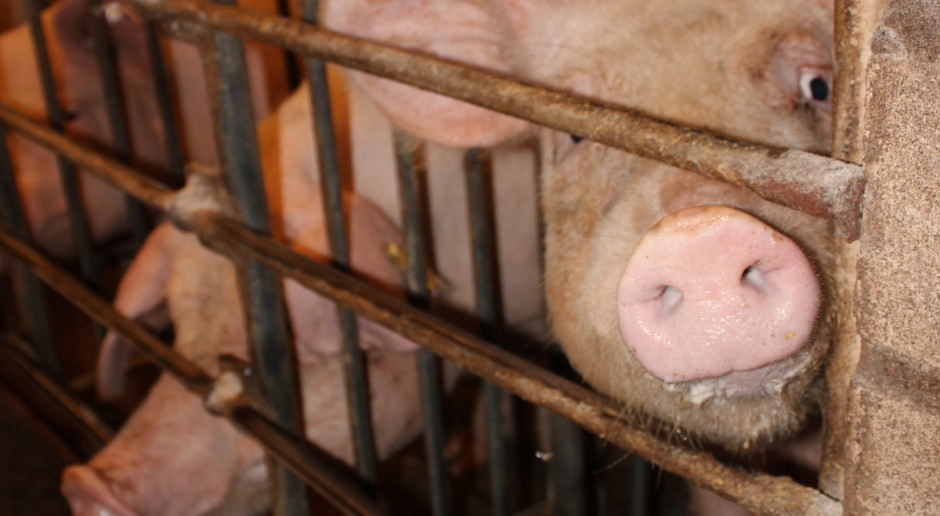 MRiRW ma przeanalizować obecne potrzeby producentów trzody chlewnej z obszarów Podlasia objętych strefą bioasekuracji. fot.id Możliwa zmiana w PROW na rzecz producentów świń z regionów z ASF