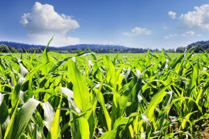 USA:  W 2016 r. mniejsze zasiewy pszenicy, większe kukurydzy