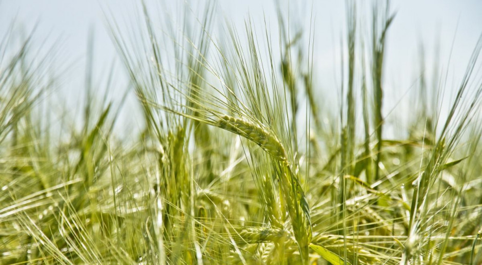Można powiedzieć, że miniony tydzień na światowym rynku zbóż był dość szalony. Wzrosty i spadki cen przeplatały się dość mocno. Fot. pixabay Zboża w piątek zanotowały wzrost, ale cały tydzień wypadł na giełdach blado