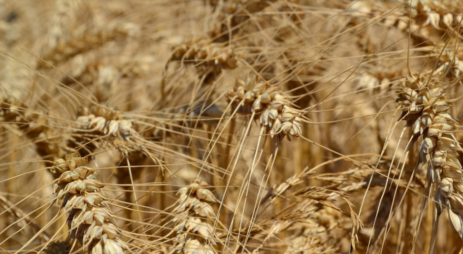 IGC: Światowe zbiory pszenicy w sezonie 2016/2017 powinny wynieść 713 mln ton. Fot. pixabay.com Prognoza światowych zbiorów zbóż w sezonie 2016/2017