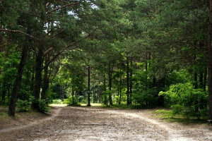 Rząd: Po 1 maja Lasy Państwowe będą miały prawo pierwokupu prywatnych lasów
