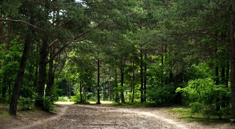 Pierwszego maja br. mija 12-letni okres ochronny na zakup ziemi rolnej i gruntów leśnych przez cudzoziemców przewidziany przez traktat akcesyjny. Fot. pixabay Rząd: Po 1 maja Lasy Państwowe będą miały prawo pierwokupu prywatnych lasów