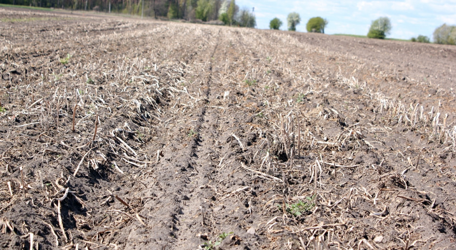 Burak cukrowy zasiany w technologii uprawy strip-till. Fot. Anna Kobus Uprawa pasowa buraków zdobywa coraz więcej zwolenników
