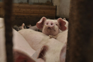 Zastosowanie śruty rzepakowej w tuczu świń wciąż opłacalne