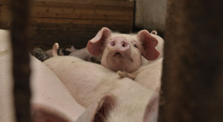 Potencjał śruty rzepakowej, szczególnie wysoki jest w tuczu trzody. fot. AK Zastosowanie śruty rzepakowej w tuczu świń wciąż opłacalne
