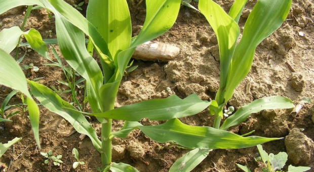 Temsa SC - herbicyd do odchwaszczania kukurydzy