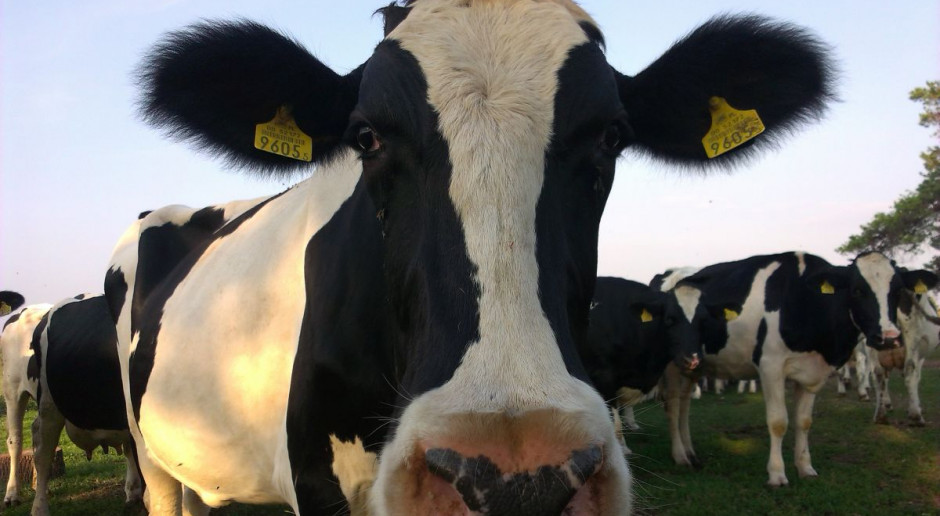 Woodmarsh Asterix, syn Picston Shottle, otrzymał ocenę w bonitacji EX97. Fot. Łukasz Głuchowski Nowy rekord w ocenie buhajów