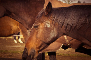 Obrońcy zwierząt protestują przeciwko wysyłaniu koni do japońskich rzeźni
