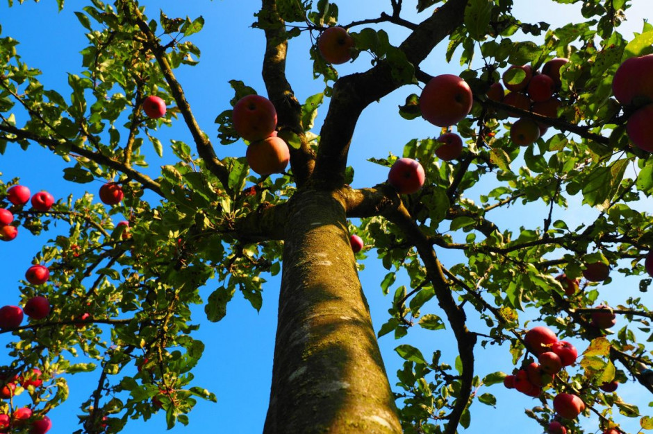 Tylko w tym roku w obwodzie Żambylskim Republiki Kazachstanu planowane jest utworzenie nowych sadów jabłoniowych na terenie 172 hektarów. Fot. pixabay
