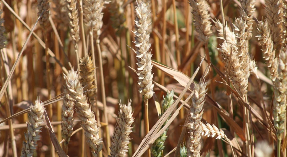 USDA: Światowa prognoza dostaw pszenicy w sezonie 2015/2016 zmniejszona została do 732,32 mln ton (Fot. pixabay.com) Mniejsze prognozy światowych dostaw pszenicy w sezonie 2015/2016