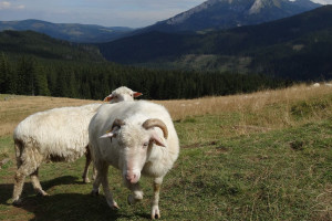Owce chronią ekosystemy, ale baców coraz mniej. Samorządy muszą dopłacać