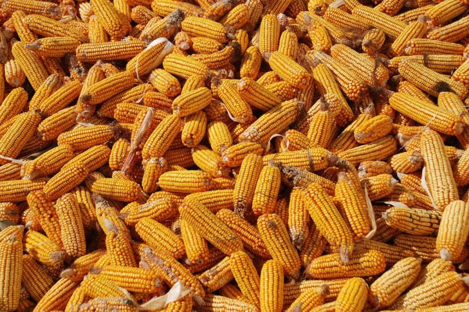USDA: Śwaitowe zbiory zbóż paszowych będą o 1,6 mln ton niższe od ubiegłorocznych (Fot.pixabay. com)