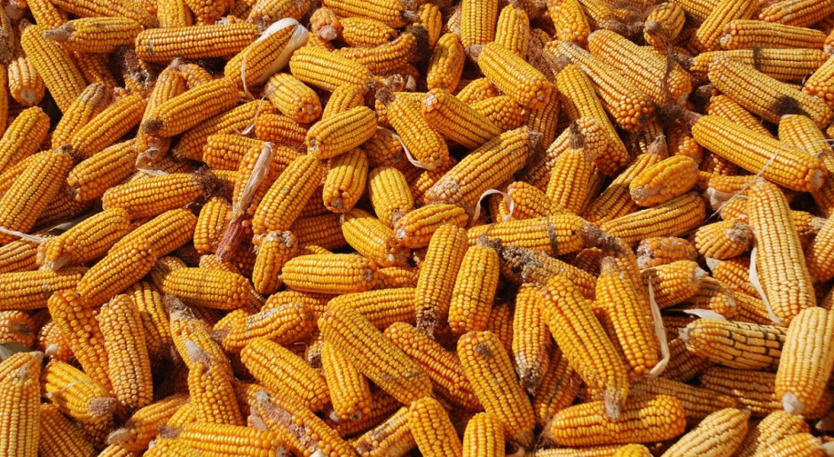 USDA: Śwaitowe zbiory zbóż paszowych będą o 1,6 mln ton niższe od ubiegłorocznych (Fot.pixabay. com) Mniejsze światowe dostawy zbóż paszowych