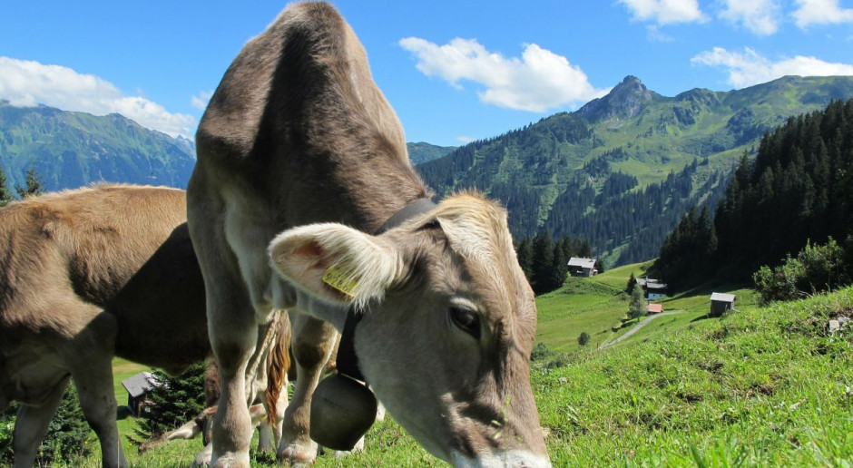 Francja zdegradowana do statusu kraju kontrolowanego ryzyka zagrożenia BSE Fot. pixabay.com Francja zdegradowana do statusu kraju kontrolowanego ryzyka zagrożenia BSE