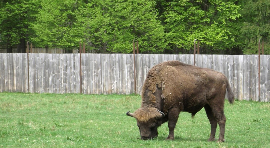 Puszcza Białowieska jest jedynym polskim obiektem przyrodniczym na Liście Światowego Dziedzictwa UNESCO i najlepiej zachowanym lasem Niżu Europejskiego. Fot. pixabay Ekolodzy: Nie da się jednocześnie chronić i eksploatować Puszczy Białowieskiej