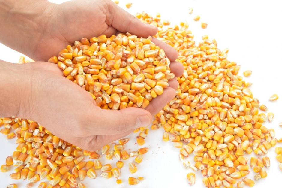 Rosyjski eksport kukurydzy w sezonie 2015/2016 wzrósł o 60 proc. do 4,9 mln ton. Fot. pixabay.com