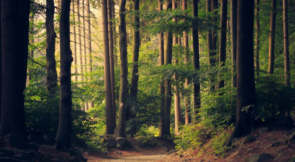 Sprawozdanie z prac komisji ochrony środowiska nad projektem noweli ustawy o lasach przedstawiła we wtorek Anna Paluch z PiS. Fot. pixabay Sejm będzie głosował ws. odrzucenia projektu dot. wykupu lasów przez LP