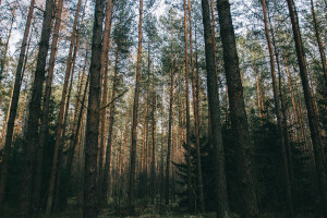 Sejm uchwalił nowelę pozwalającą na pierwokup prywatnych lasów przez państwo