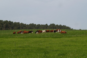 W Europie powraca trend do wypasu pastwiskowego krów