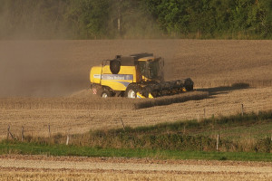 Niemcy: Prognoza zbiorów zbóż nieco wyższa od średniej