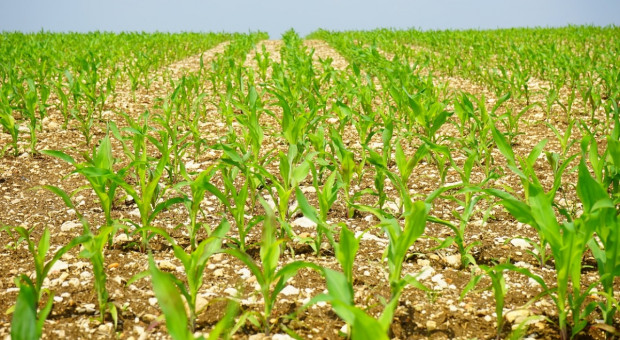 Niemcy: Łączna powierzchnia uprawy kukurydzy podobna jak w 2015 r.