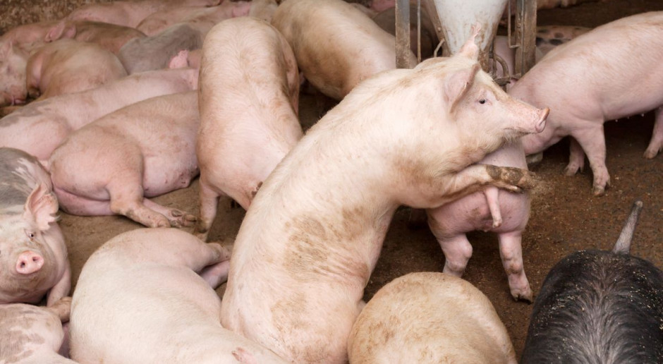 Nie jest łatwo podejmować kosztowne, milionowe inwestycje, gdy nie ma szansy na dobrą opłacalność produkcji świń w najbliższej przyszłości. fot. fotolia Brak rentowności produkcji świń nie zachęca do rozwoju gospodarstw