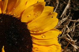 Śruta słonecznikowa – źródło białka i włókna dla loch