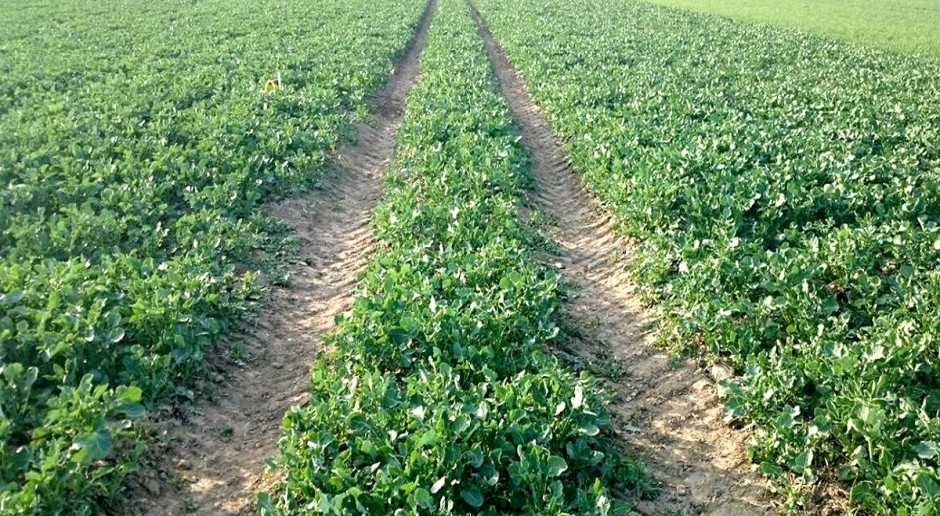 Plantacje rzepaku, które dobrze przezimowały zostały opryskane preparatami przeciwko chowaczom i słodyszkowi oraz potraktowane fungicydami. Fot. Agrii Stan plantacji zbóż i rzepaku w kraju