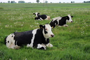 UE: Nie ma zgody niektórych krajów członkowskich na dobrowolne ograniczanie produkcji mleka