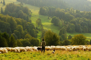 Bieszczady: Dobiega końca redyk owiec