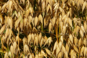 Giełdy krajowe: Rośnie liczba zainteresowanych zakupem zbóż