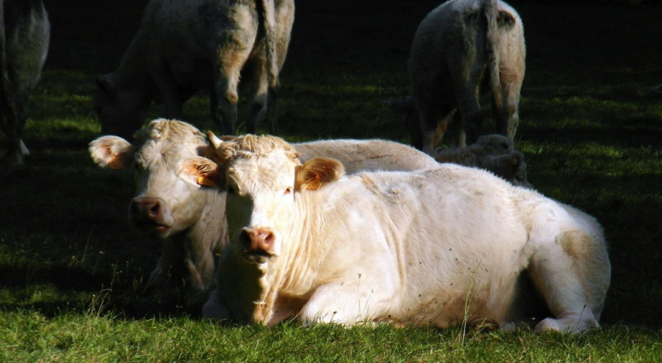 PAsożyty wewnętrzna są przycyzną strat ekonomicznych w chowie bydła. fot. pixabay.com PZHiPBM: Bezpłatne badania koproskopowe w kierunku pasożytów