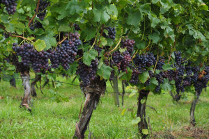 Francja: 250 mln euro pomocy dla branży winiarskiej