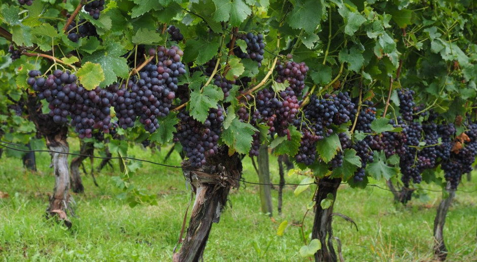 Francja: 250 mln euro pomocy dla branży winiarskiej