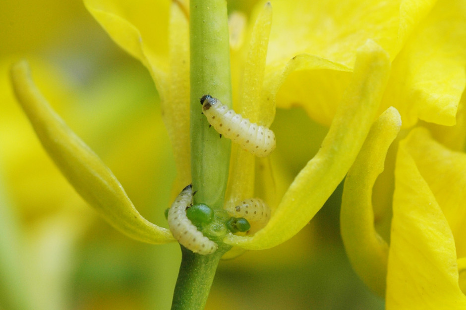 Słodyszek rzepakowy to niewielki chrząszcz najlepiej rozpoznawalny przez plantatorów rzepaku