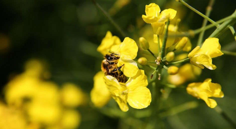 Fot. pixabay Na koniec tygodnia oleiste potaniały