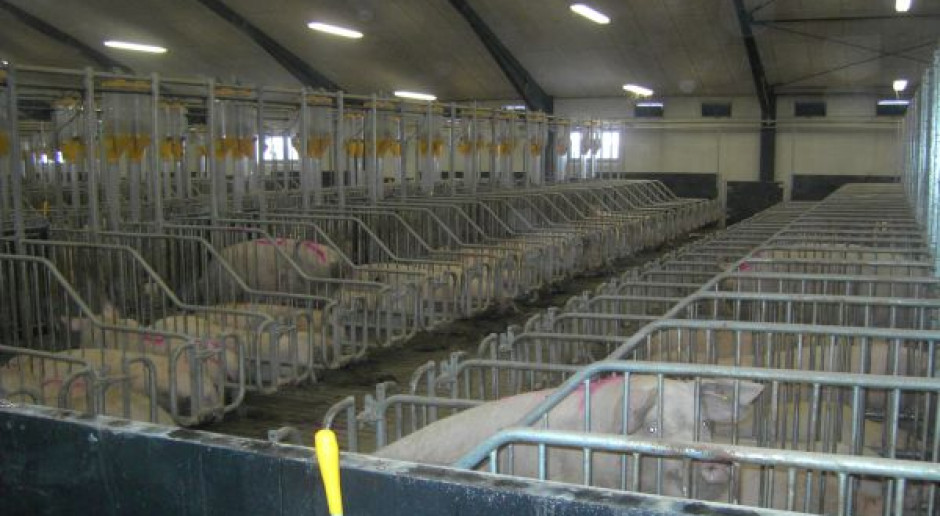 Przeciągi w chlewni mogą być groźne dla zdrowia zwierząt Fot. BW Uważaj na przeciągi w chlewni