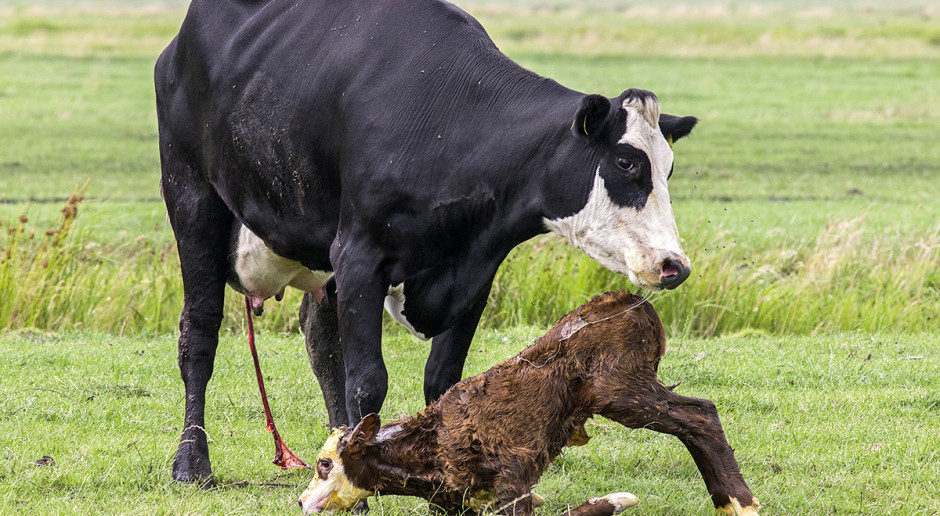 Zaburzenia w rozrodzie są powodem największych strat w hodowli krów mlecznych, stanowiąc wraz z mastitis najczęstszą przyczynę brakowania krów. Fot. Shutterstock Pozażywieniowe czynniki wpływające na wyniki rozrodu