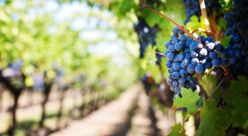 Z 890 hektarów majątku zakonu wykorzystywanego w celach rolnych 114 hektarów przeznaczonych jest do produkcji wina; Fot. pixabay.com Zakon Kawalerów Maltańskich produkuje wyśmienite wino