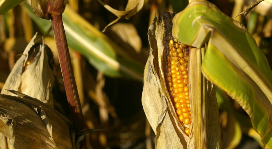 W nadchodzącym sezonie zbiory zbiory ziarna kukurydzy na Ukrainie mają wzrosnąć o 10 proc. do 25,6 mln ton (Fot.pixabay.com) Ukraina: Żniwa mogą być o 4 proc. mniejsze