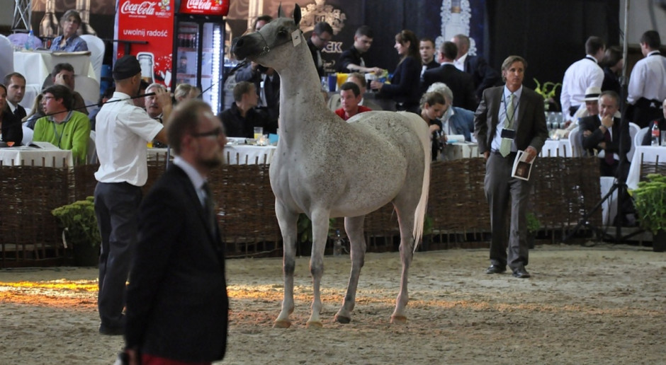 Na aukcji zostanie wystawione 60 koni z hodowli państwowej oraz 5 właścicieli prywatnych, Fot. A. Królak ANR: Współorganizatorem "Pride of Poland" będą MTP