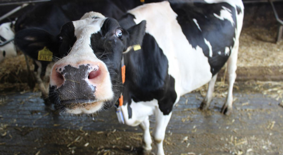 EU Beef Forecasting Working Group zapowiada spadek liczby krów mlecznych w Polsce o 2,5 proc. Fot. Łukasz Głuchowski UE: Polska straci najwięcej krów mlecznych