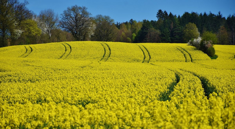 Fot. pixabay Od soboty ziemia rolna tylko dla rolnika - wchodzą w życie nowe przepisy