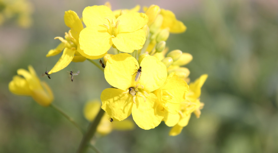 Obecnie plantacjom rzepaku zagraża pryszczarek kapustnik. Należy przygotować się na interwencje insektycydową. Fot. Anna Kobus W rzepaku coraz więcej pryszczarka kapustnika