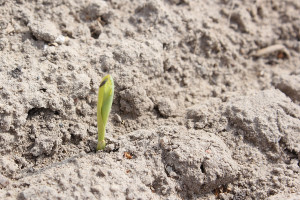 Wschody kukurydzy – z powodu chłodnego okresu często nierównomierne