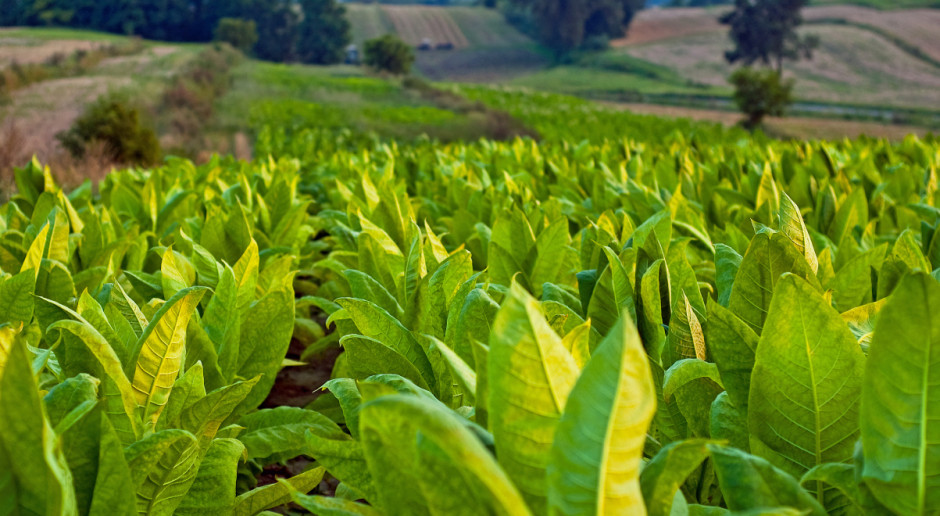 Polska, popierana przez Rumunię, zaskarżyła m.in. przepisy dotyczące zakazu sprzedaży papierosów mentolowych; Fot. Shutterstock Trybunał Sprawiedliwości UE odrzucił skargę Polski na dyrektywę tytoniową