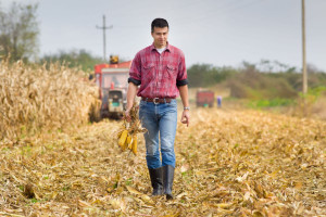 Prawie 3 tys. osób stara się o premie dla młodych rolników