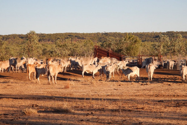 Australia: Więcej gruntów rolnych w obcych rękach