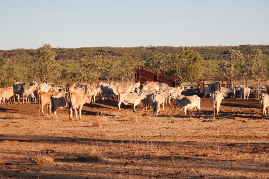 Australia: 85 proc. gruntów posiadanych przez cudzoziemców jest wykorzystywane do produkcji zwierzęcej, głównie wołowiny i mleka; fot. pixabay